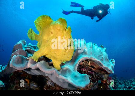 Plongeur avec un poisson-grenouille géant jaune (Antennarius commersoni) sur un récif corallien. Bitung, Sulawesi du Nord, Indonésie. Détroit de Lembeh, mer des Moluques. Autorisation du modèle. Banque D'Images