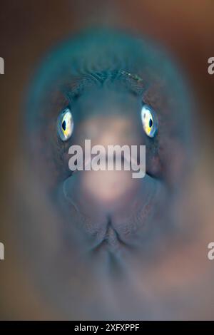 Faible profondeur de champ portrait d'une muraille aux yeux blancs (Siderea thysoidea). Bitung, Sulawesi du Nord, Indonésie. Détroit de Lembeh, mer des Moluques. Banque D'Images