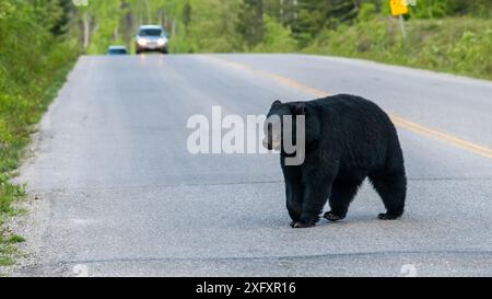 Ours noir américain au printemps dans le parc national Jasper Alberta, Canada Banque D'Images