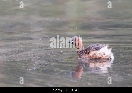 Petit Grebe [ Tachybaptus ruficollis ] également connu sous le nom de Dabchick sur étang avec réflexion Banque D'Images