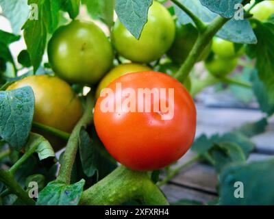 Plantez avec des tomates vertes non mûres et une tomates rouges mûres dans la culture biologique locale en automne. Banque D'Images