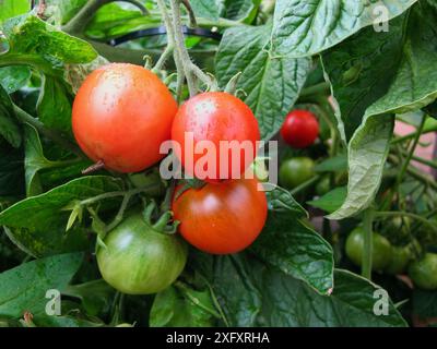 Plantez avec des tomates vertes mûres rouges et non mûres dans la culture biologique locale en automne. Banque D'Images