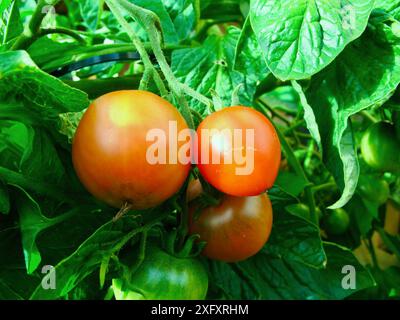 Plantez avec des tomates vertes mûres rouges et non mûres dans la culture biologique locale en automne. Banque D'Images