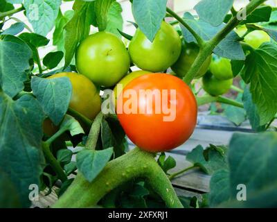 Plantez avec des tomates vertes non mûres et une tomates rouges mûres dans la culture biologique locale en automne. Banque D'Images