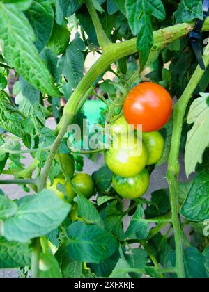 Plantez avec des tomates vertes non mûres et une tomates rouges mûres dans la culture biologique locale en automne. Banque D'Images