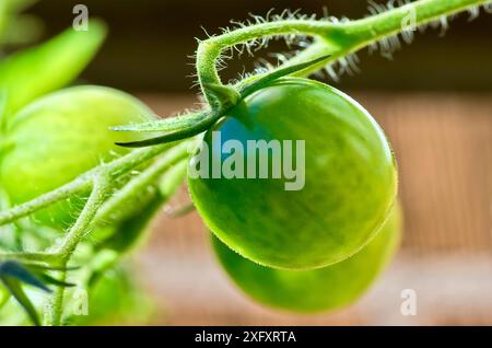 Gros plan d'une plante cultivée sur place avec des tomates vertes non mûres en culture biologique dans le jardin en automne. Banque D'Images