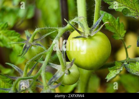 Gros plan d'une plante cultivée sur place avec des tomates vertes non mûres en culture biologique dans le jardin en été. Banque D'Images