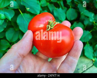 Main tenant la tomate beefsteak rouge fraîche fraîchement cueillie sur fond de feuille verte en été. Banque D'Images