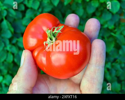 Main tenant la tomate beefsteak rouge fraîche fraîchement cueillie sur fond de feuille verte en été. Banque D'Images