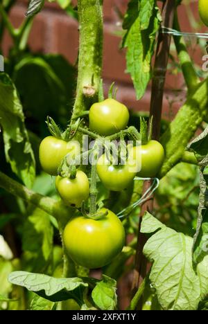 Plantez avec des tomates vertes non mûres cultivées sur place en culture biologique en été. Banque D'Images