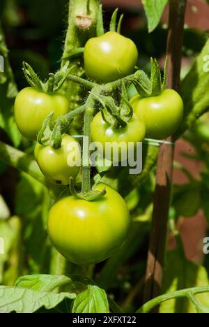 Plantez avec des tomates vertes non mûres cultivées sur place en culture biologique en été. Banque D'Images