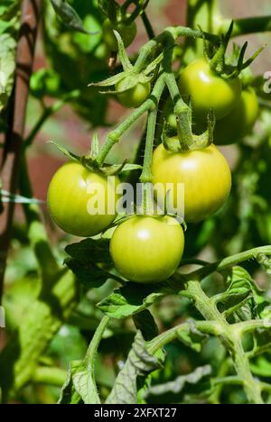 Plantez avec des tomates vertes non mûres cultivées sur place en culture biologique en été. Banque D'Images