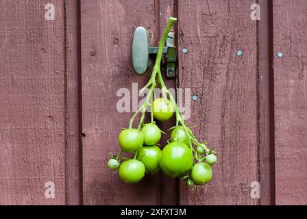 Raceme de tomates vertes non mûres cultivées maison suspendues à l'extérieur sur une porte en bois brun avec un équipement de verrouillage. Banque D'Images