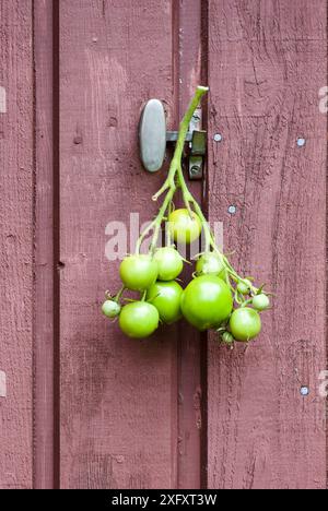 Raceme de tomates vertes non mûres cultivées maison suspendues à l'extérieur sur une porte en bois brun avec un équipement de verrouillage. Banque D'Images