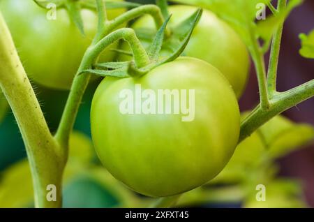 Gros plan d'une plante cultivée sur place avec des tomates vertes non mûres en culture biologique dans le jardin en automne. Banque D'Images