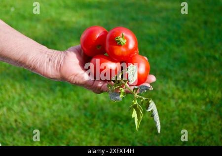 Main tenant des tomates rouges mûres fraîches fraîchement cueillies cultivées organiquement dans un potager avec fond de pelouse verte en été. Banque D'Images