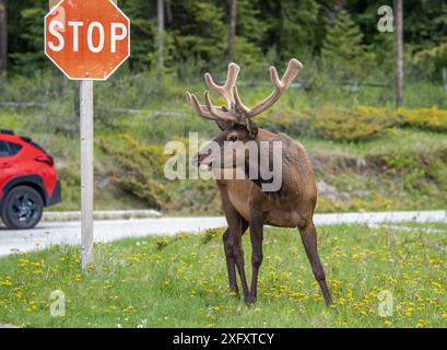 Wapitis mâles sauvages dans un parking dans le parc national Jasper, Alberta, Canada Banque D'Images