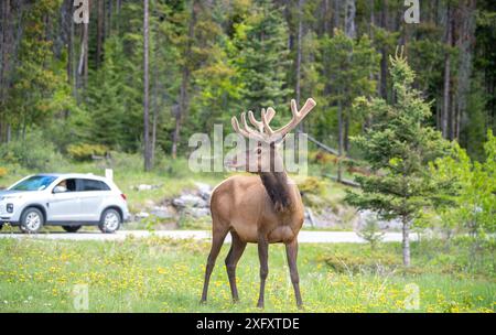 Wapitis mâles sauvages dans un parking dans le parc national Jasper, Alberta, Canada Banque D'Images