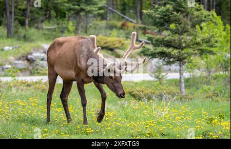 Wapitis mâles sauvages dans un parking dans le parc national Jasper, Alberta, Canada Banque D'Images