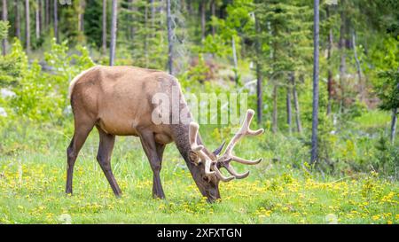 Wapitis mâles sauvages dans un parking dans le parc national Jasper, Alberta, Canada Banque D'Images