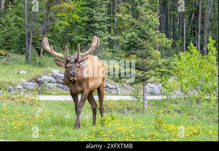 Wapitis mâles sauvages dans un parking dans le parc national Jasper, Alberta, Canada Banque D'Images