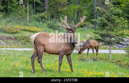 Wapitis mâles sauvages dans un parking dans le parc national Jasper, Alberta, Canada Banque D'Images