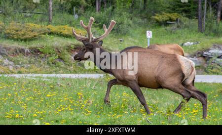 Wapitis mâles sauvages dans un parking dans le parc national Jasper, Alberta, Canada Banque D'Images