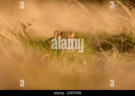 Léopard indien (Panthera pardus fusca) jeune animal sur prairie Banque D'Images