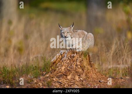 Lynx eurasien (Lynx lynx) sur tronc d'arbre en automne Banque D'Images