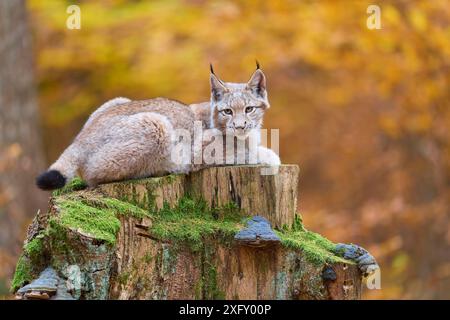 Lynx eurasien (Lynx lynx) couché sur le tronc d'un arbre dans la forêt d'automne Banque D'Images