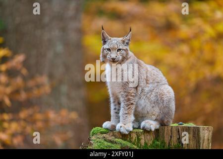 Lynx eurasien (Lynx lynx) assis sur le tronc d'arbre dans la forêt d'automne Banque D'Images