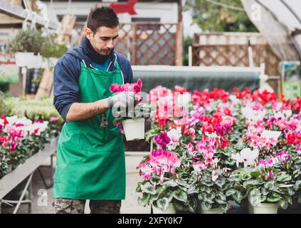 Les jeunes fleurs de Cyclamen plantation jardinier en serre. Concept de jardinage. Banque D'Images