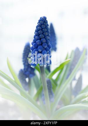 Jacinthe de raisin bleu, gros plan dans le jardin fleuri Banque D'Images