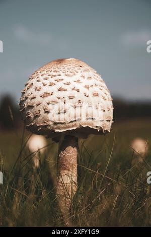 Champignon parapluie géant commun ou champignon géant, macro photo dans la nature Banque D'Images