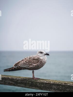 Mouette assise sur une balustrade en bois de la jetée de Kühlungsborn dans le Mecklembourg-Poméranie occidentale, Allemagne Banque D'Images