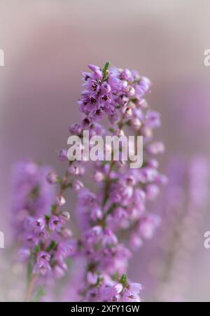 Floraison chiné, photo macro dans la nature Banque D'Images