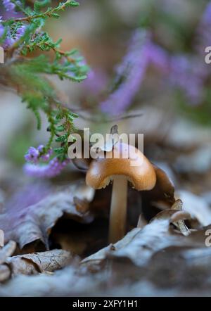 Champignon de fourreau brun rougeâtre, macro photo de champignon dans la nature Banque D'Images