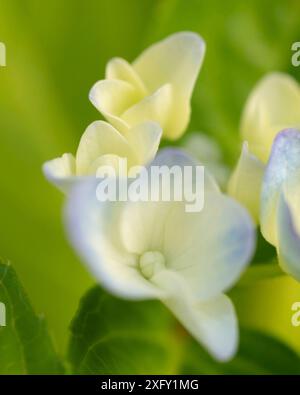 Hortensia blanche, photo macro dans le jardin fleuri Banque D'Images