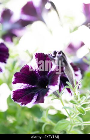 Pétunia blanc violet foncé, gros plan dans le jardin fleuri Banque D'Images