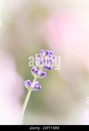Lavande, macro shot dans le jardin fleuri Banque D'Images