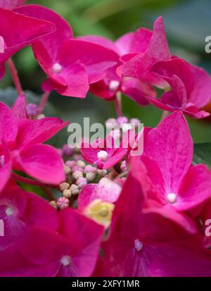 Hortensias roses, photo macro dans le jardin fleuri Banque D'Images