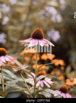 Coneflower violet ou coneflower rouge, gros plan dans le jardin fleuri Banque D'Images