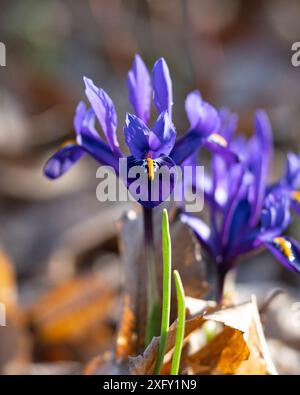 Iris réticulé, gros plan dans le jardin fleuri Banque D'Images