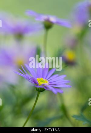 Marguerites bleues, gros plan dans le jardin fleuri Banque D'Images