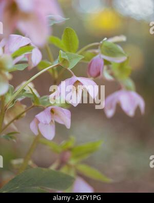 Hellebore rose ou rose de Noël, gros plan dans le jardin fleuri Banque D'Images