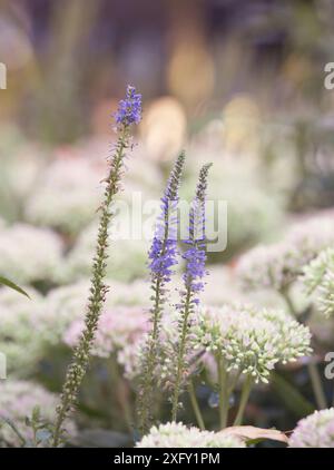 speedwell à pointes ou loosestrife à pointes fleurissant dans une magnifique crevette de pierre, gros plan dans le jardin fleuri Banque D'Images