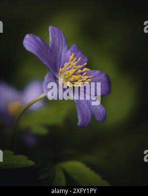 Anémone en bois violet, macro shot dans le jardin fleuri Banque D'Images