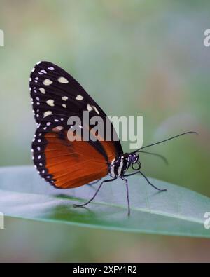 Golden Hecale ou Heliconius hecale, macro photographie d'un papillon dans un parc à papillons Banque D'Images