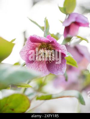 Hellebore rose ou rose de Noël, gros plan dans le jardin fleuri Banque D'Images