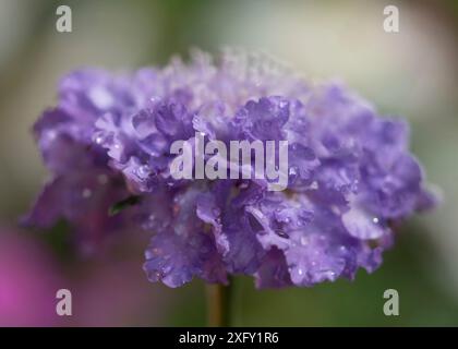 Pourpre scabiosa mouillé de gouttes de pluie ; macro shot dans le jardin de fleurs Banque D'Images